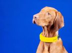 [CES] Los collares smart para perros ya son una realidad